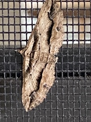 Chrysolarentia leucophanes