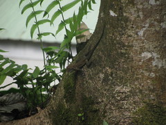 Anolis cristatellus