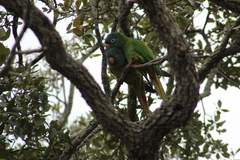 Thectocercus acuticaudatus