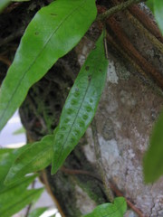 Microgramma lycopodioides