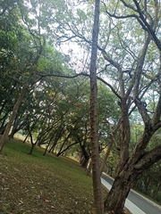 Cochlospermum religiosum