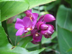 Spathoglottis unguiculata