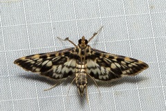 Rhimphalea lindusalis