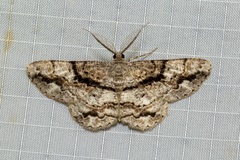 Boarmia platyleuca