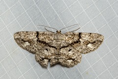 Boarmia platyleuca