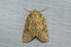 Lyelliana phaeochlora