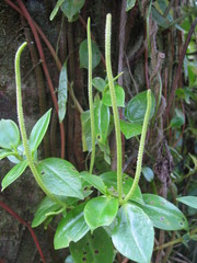 Peperomia glabella