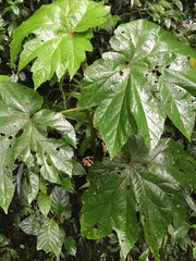 Begonia parviflora