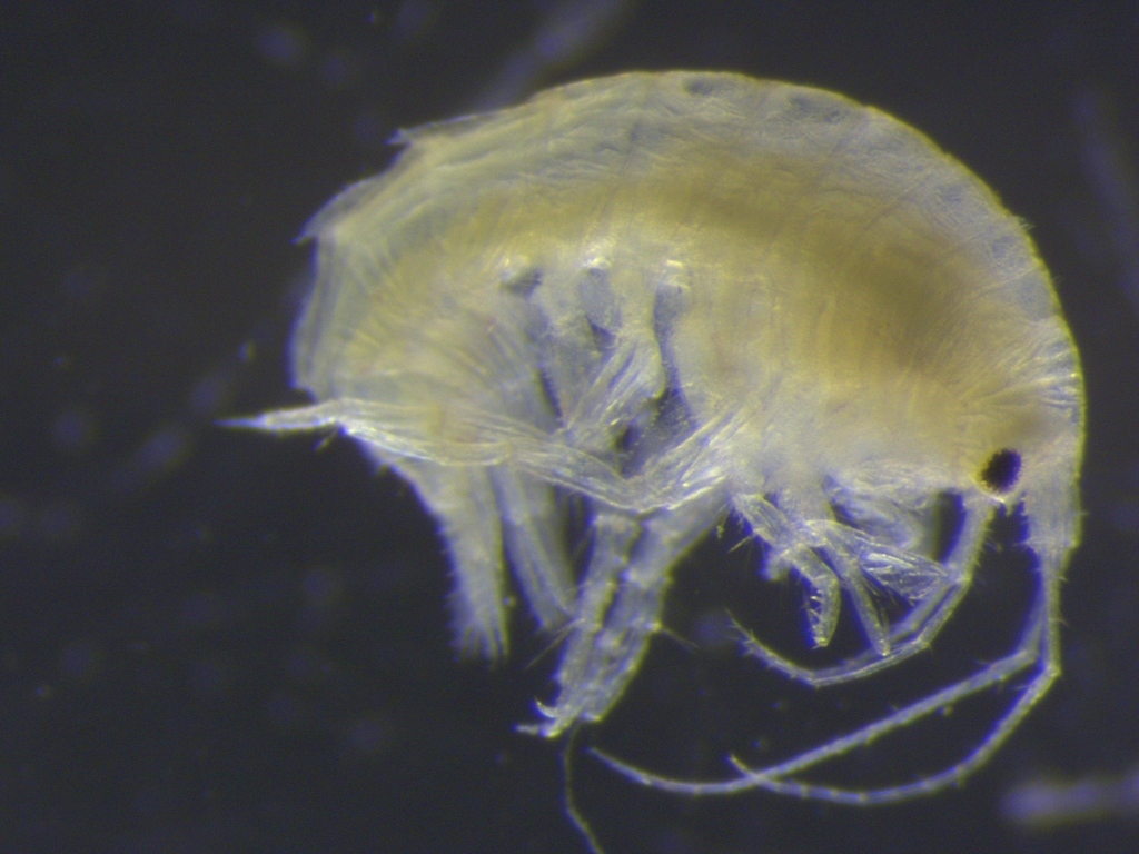 Dexaminidae