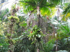 Guzmania berteroniana