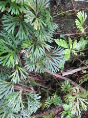 Elaphoglossum peltatum