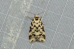 Goniosema anguliscripta