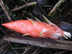 Guzmania berteroniana
