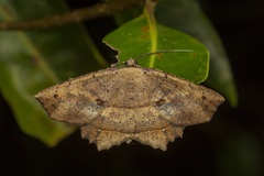 Polyacme subpulchra