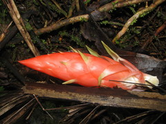 Guzmania berteroniana