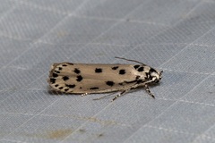 Ethmia sphaerosticha