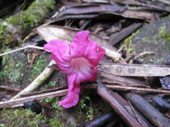 Tabebuia rigida