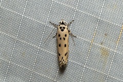 Ethmia sphaerosticha