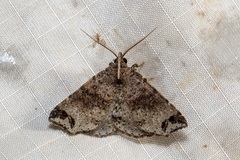 Lithilaria ossicolor
