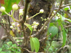 Miconia borinquensis