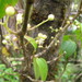 Mecranium latifolium - Photo (c) juliakmil, μερικά δικαιώματα διατηρούνται (CC BY-NC), uploaded by juliakmil