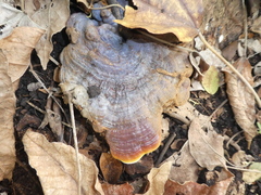 Ganoderma weberianum