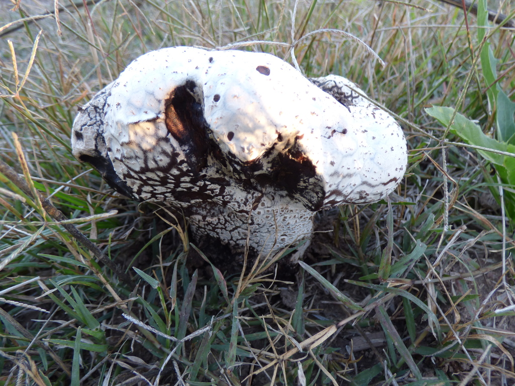 Calvatia cyathiformis · February 2021 · photo: © mariazeta (iNaturalist, cc-by)