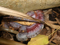 Ganoderma weberianum