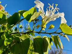 Bauhinia forficata