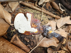 Ganoderma weberianum