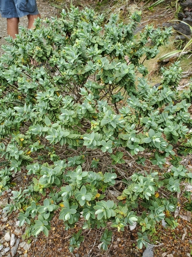 Veronica topiaria, photograph 2