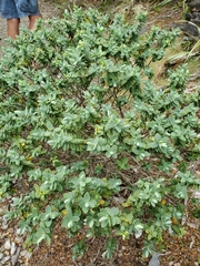 Veronica topiaria