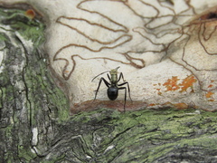 Polyrhachis semiaurata