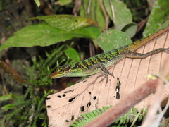 Anolis ventrimaculatus