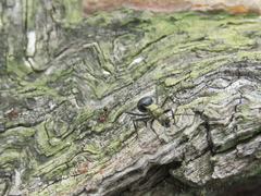 Polyrhachis semiaurata