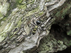 Polyrhachis semiaurata