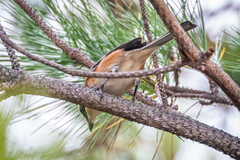 Lanius bucephalus bucephalus