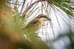 Lanius bucephalus bucephalus