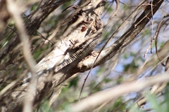 Ctenosaura oaxacana