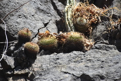 Mammillaria scrippsiana
