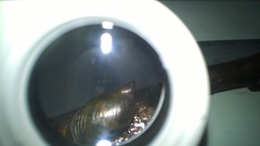 Pseudosuccinea columella