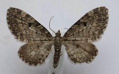 Eupithecia intricata