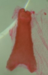 Eupithecia intricata