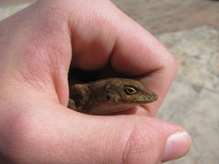 Anolis cristatellus