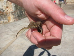 Anolis cristatellus