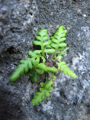 Pityrogramma chrysophylla gabrielae