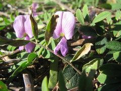 Tephrosia cinerea