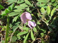 Tephrosia cinerea