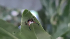 Gasteracantha sanguinea
