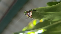 Gasteracantha sanguinea
